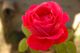 Peter took these fabulous pictures of this rose.