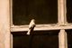 The little brown bird who has come knocking on our window every day this week.
3.29.07