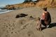 Among the seals on San Simeon Beach.