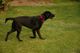 Our first dog! 
Adopted April 21, 2006
She's about a year old and is so sweet and good with the boys! 
Jerome wants to name her "Raven" :-)