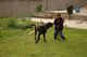 Jerome is getting much more comfortable around her and is enjoying playing with her.
He has been praying for a black dog and knew God would give him one!