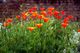 Poppies in our backyard.