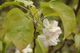 Apple blossoms