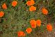 California poppies