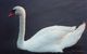 Not knowing very much about swans, we never could decide which was the mama and which was the papa. They were both beautiful, though!