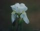 White iris after the rain.